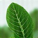 Close-up of a healthy plant being scanned by a subtle digital light, representing computer vision.
